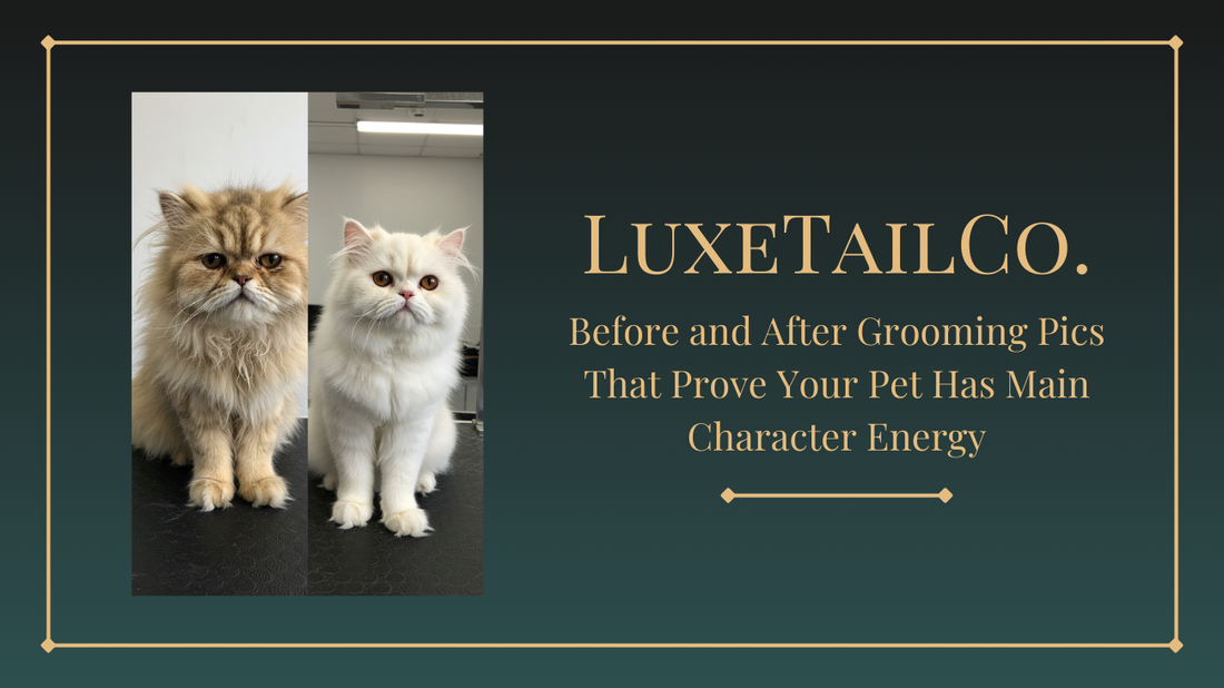 Before and After Grooming Pics That Prove Your Pet Has Main Character Energy
