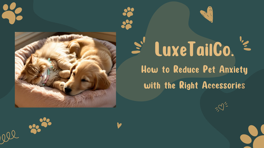 How to Reduce Pet Anxiety with the Right Accessories