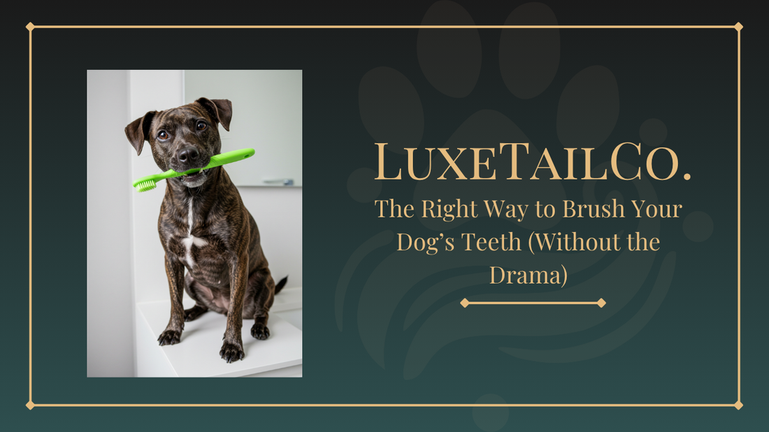 The Right Way to Brush Your Dog’s Teeth (Without the Drama)