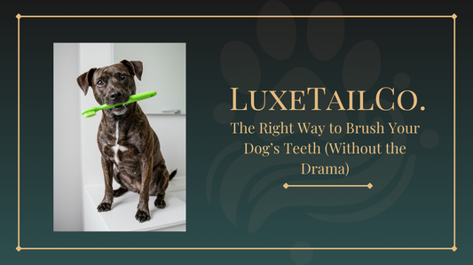 The Right Way to Brush Your Dog’s Teeth (Without the Drama)